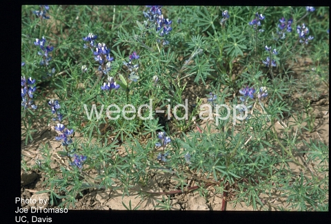 lupine, Lindley's annual